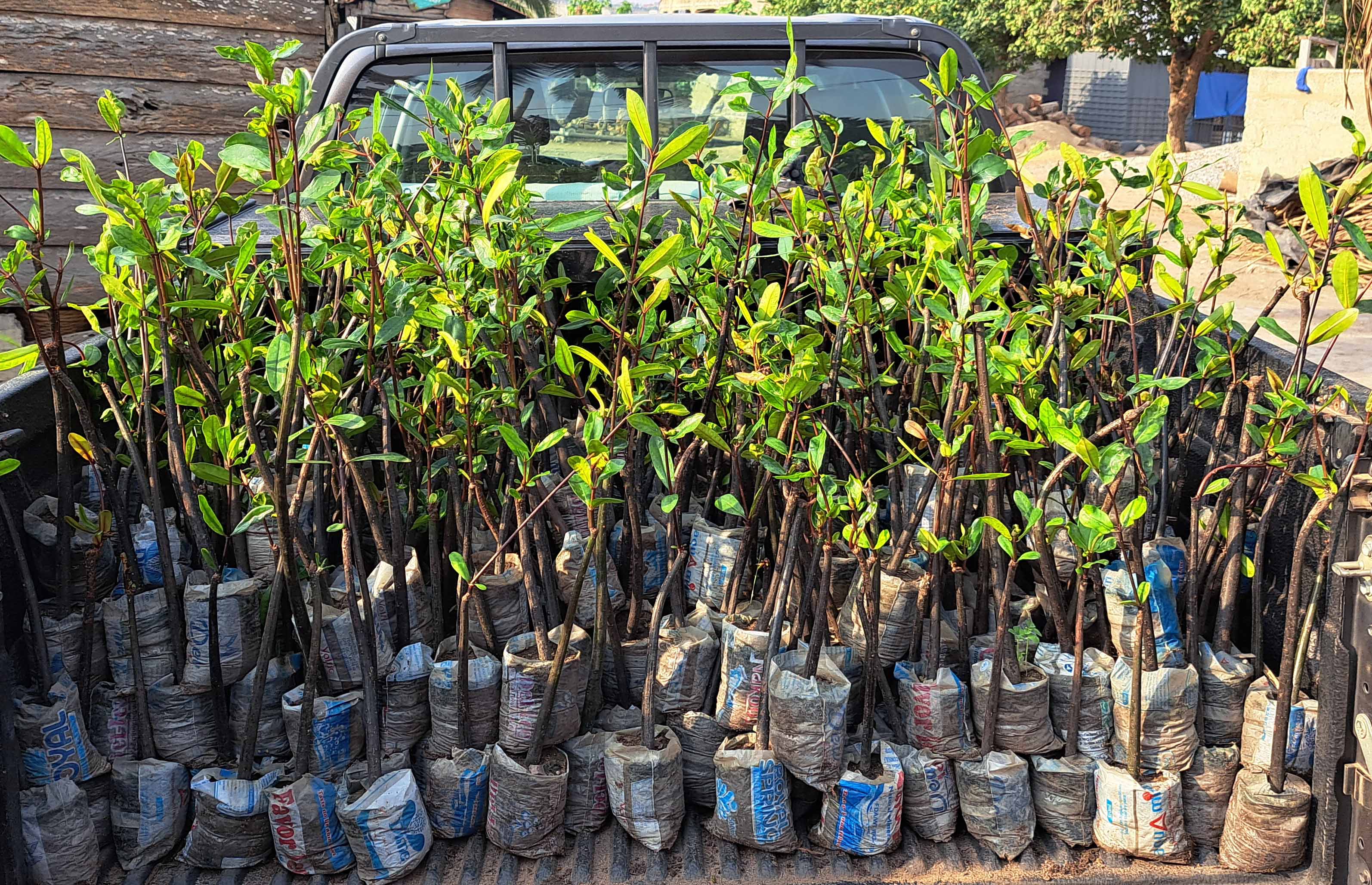 mangrove-seedlings