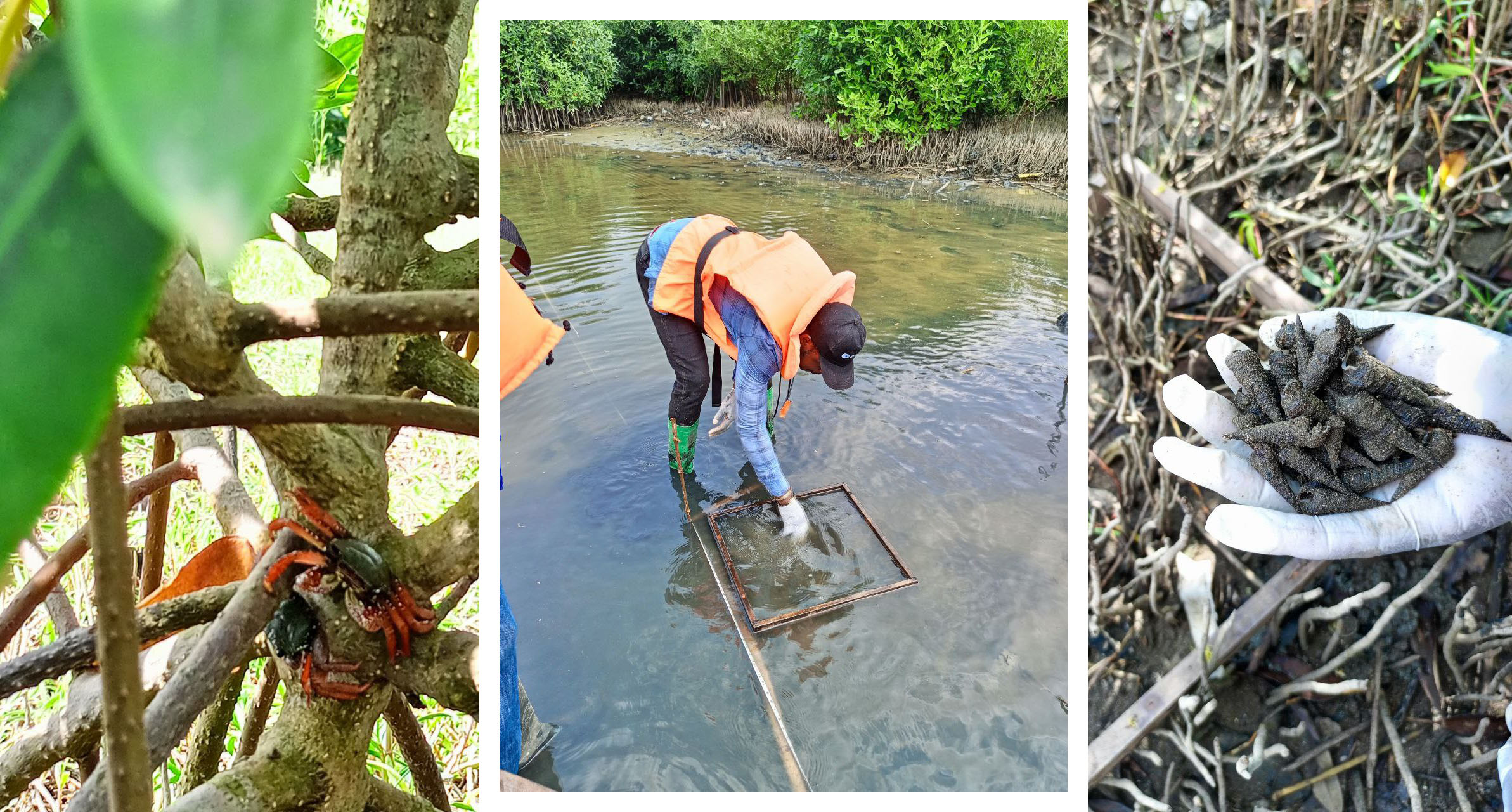 Biodiversity assessment at Densu