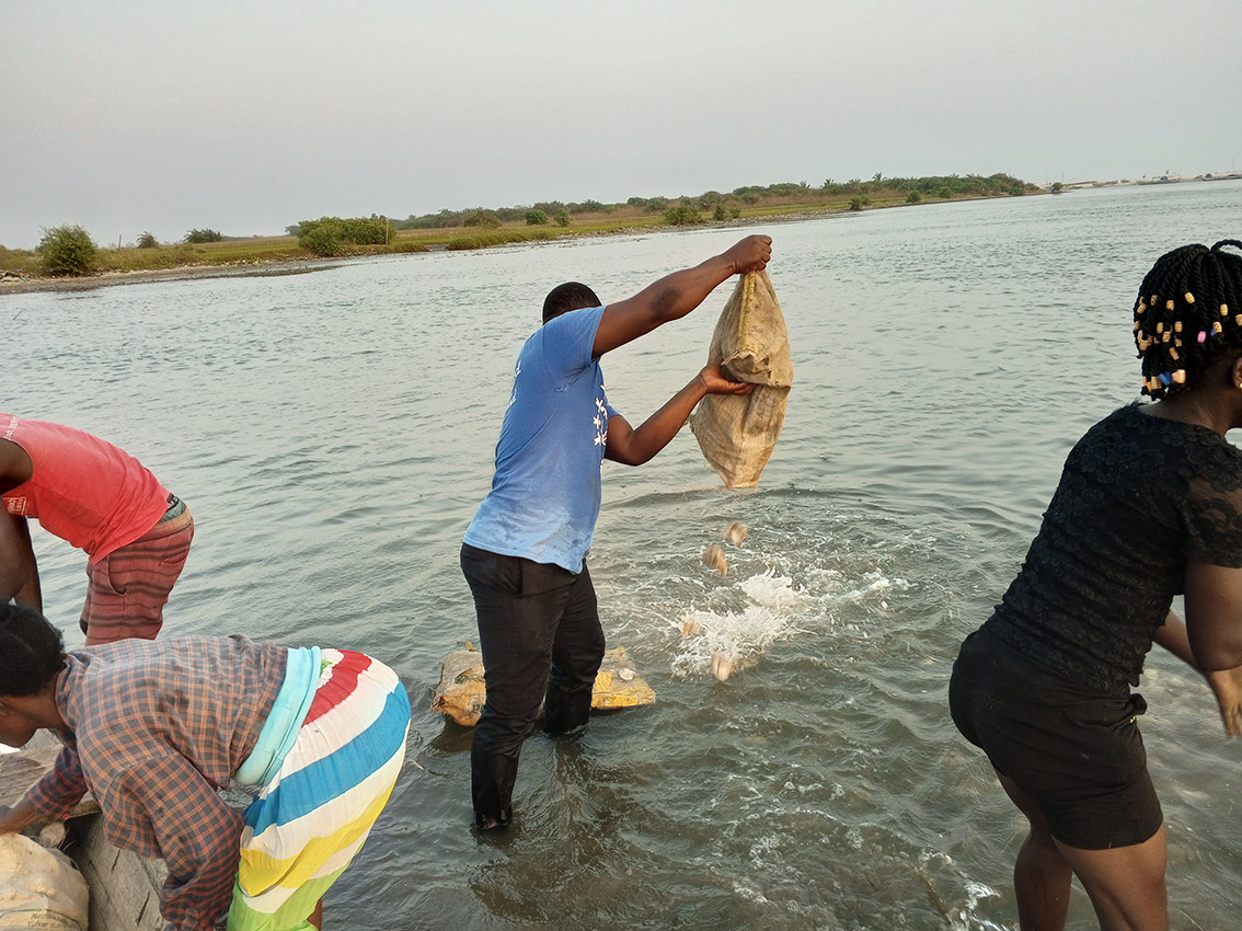 Shell dumping to revamp oyster reef