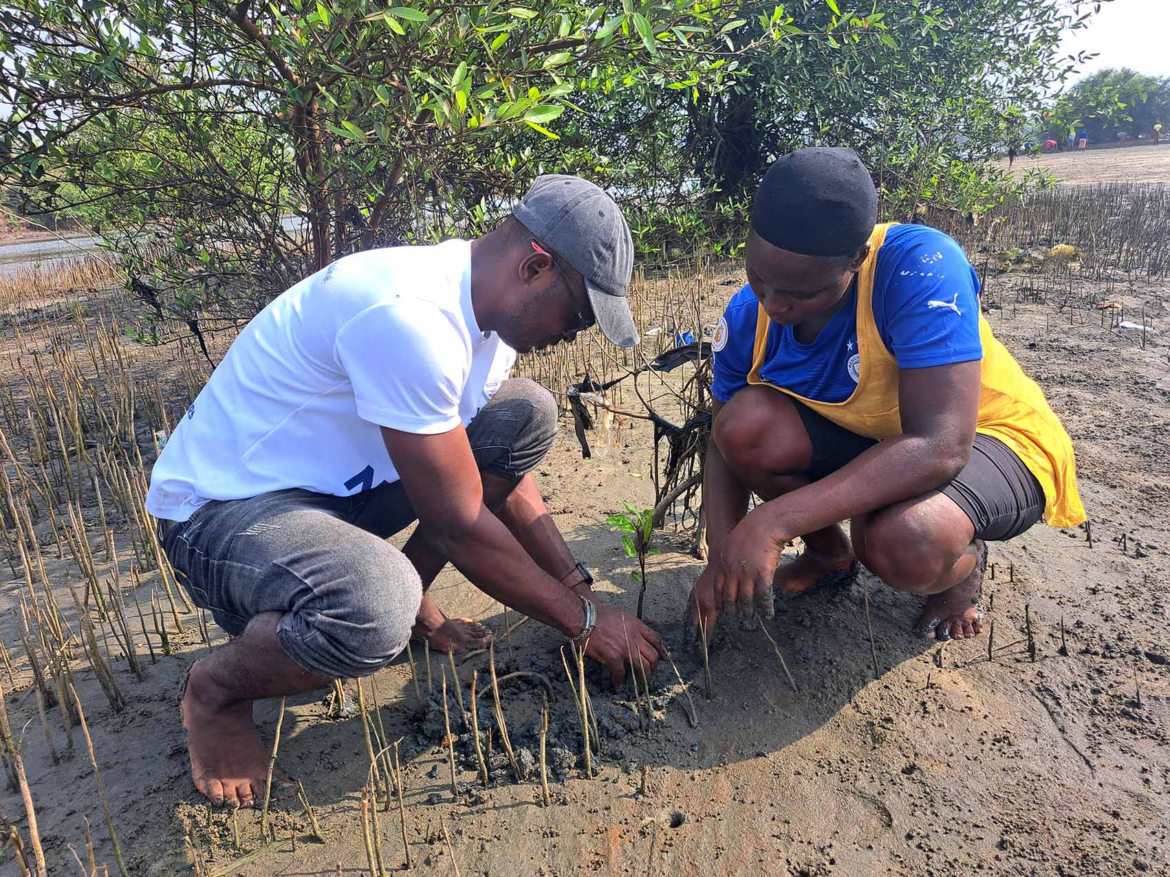 NOHA team planting mangrove seedlings
