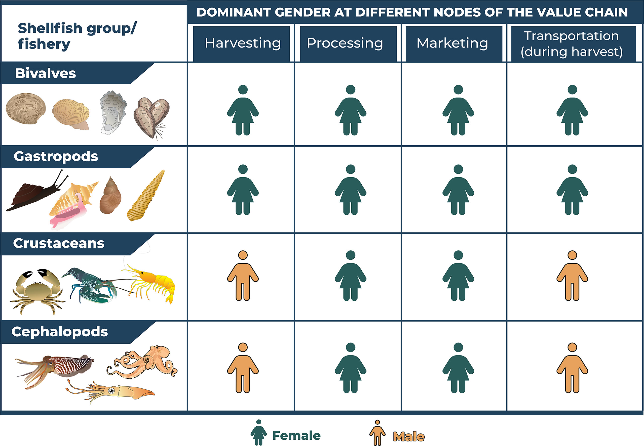 Gender dominance of shellfish harvesters